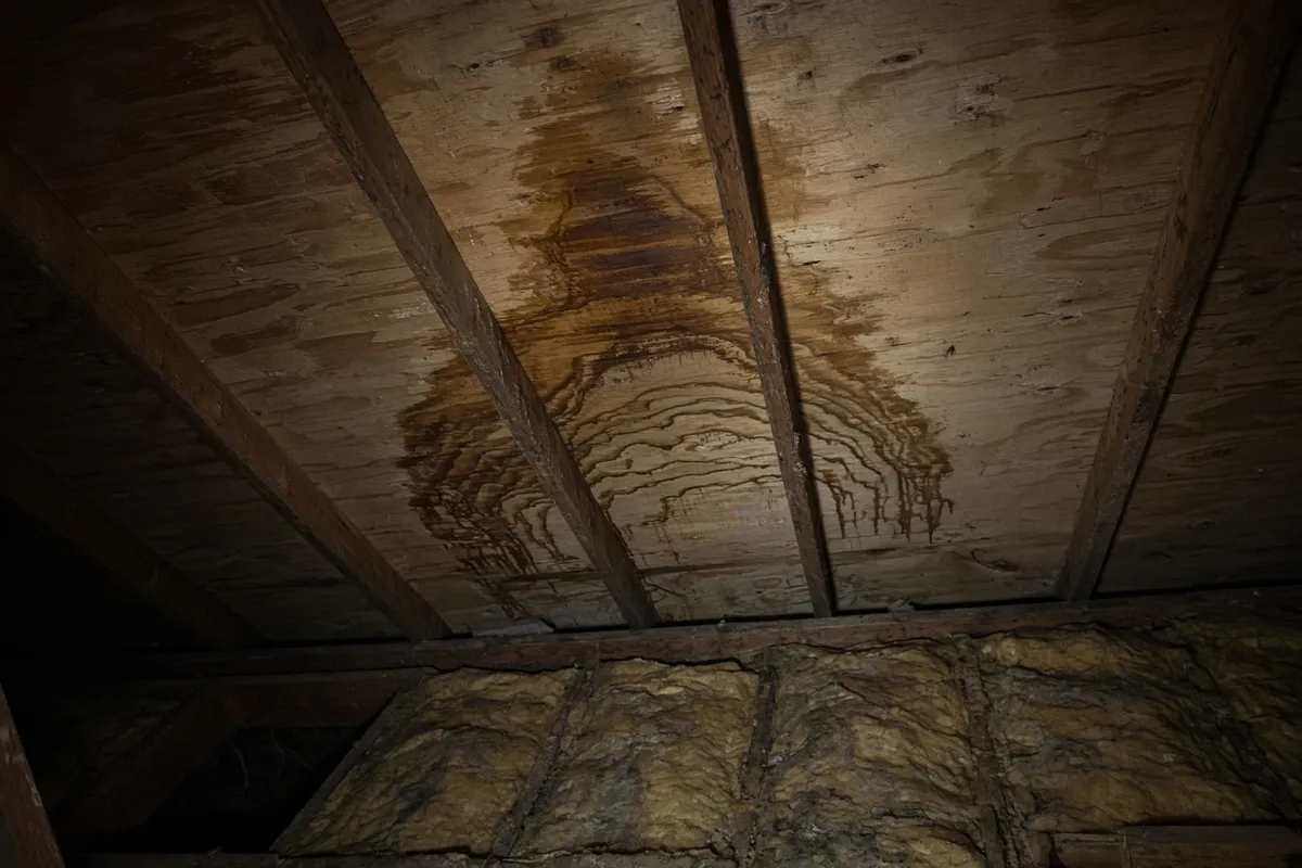 Attic leak: dark stains on the underside of the roof deck and rafters.